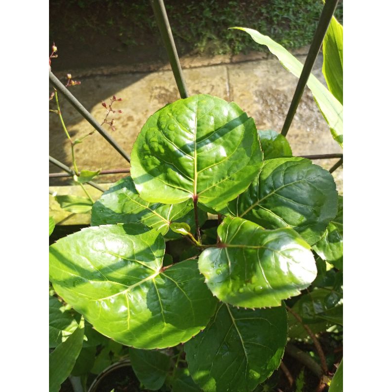

daun mamangkokan untuk mengatasi buang air kecil