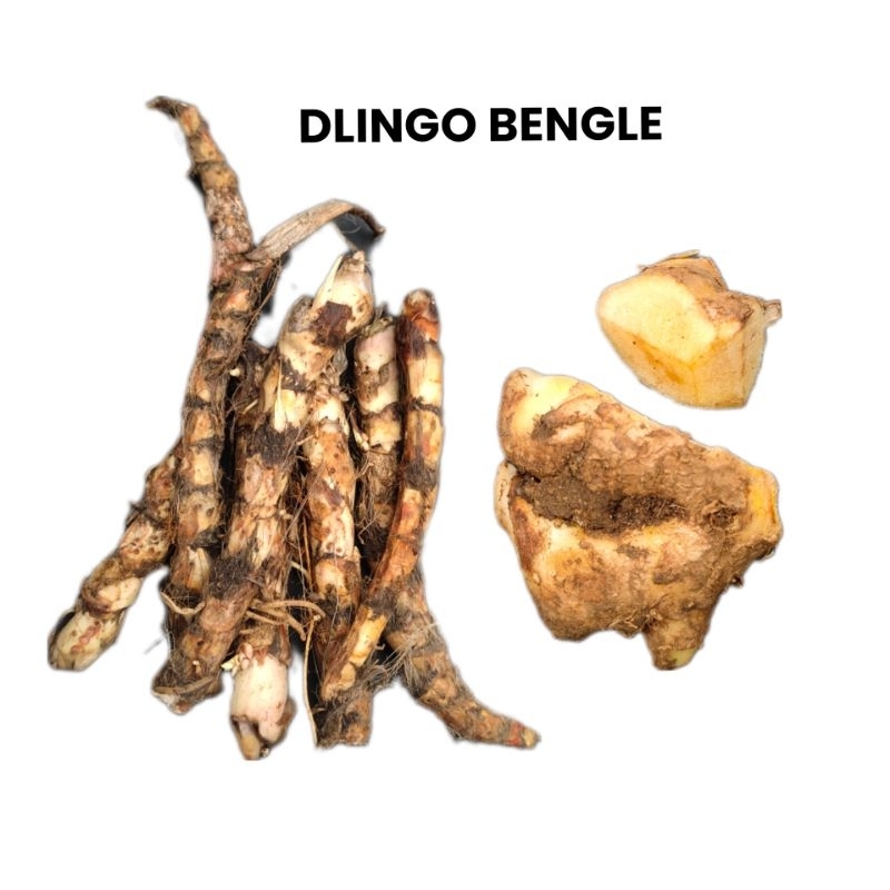 DLINGO BENGLE PAKET SAWAN ANAK