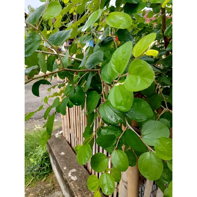 

daun bidara segar 100biji