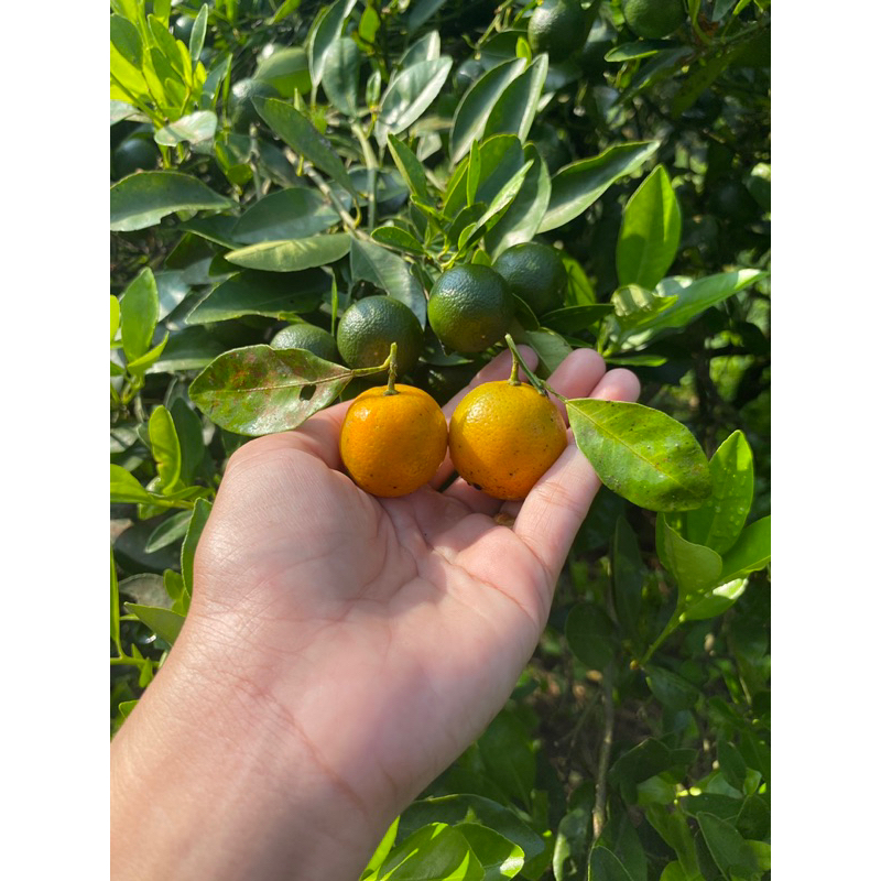 

jeruk sonkit 1kg dipetik langsung dari kebun