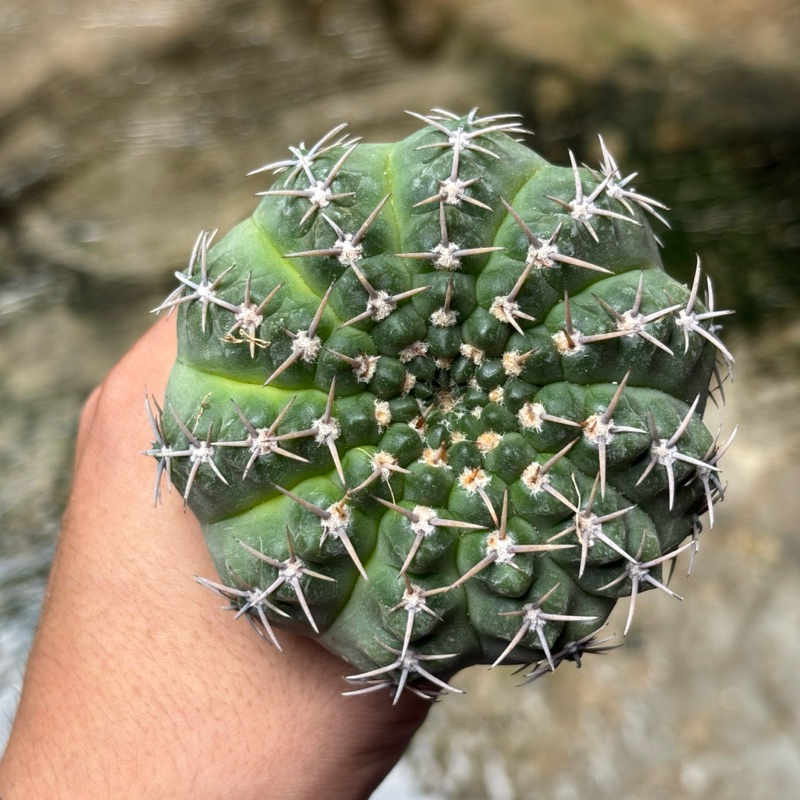 Gymnocalycium Ochoterenae Jumbo Ownroot
