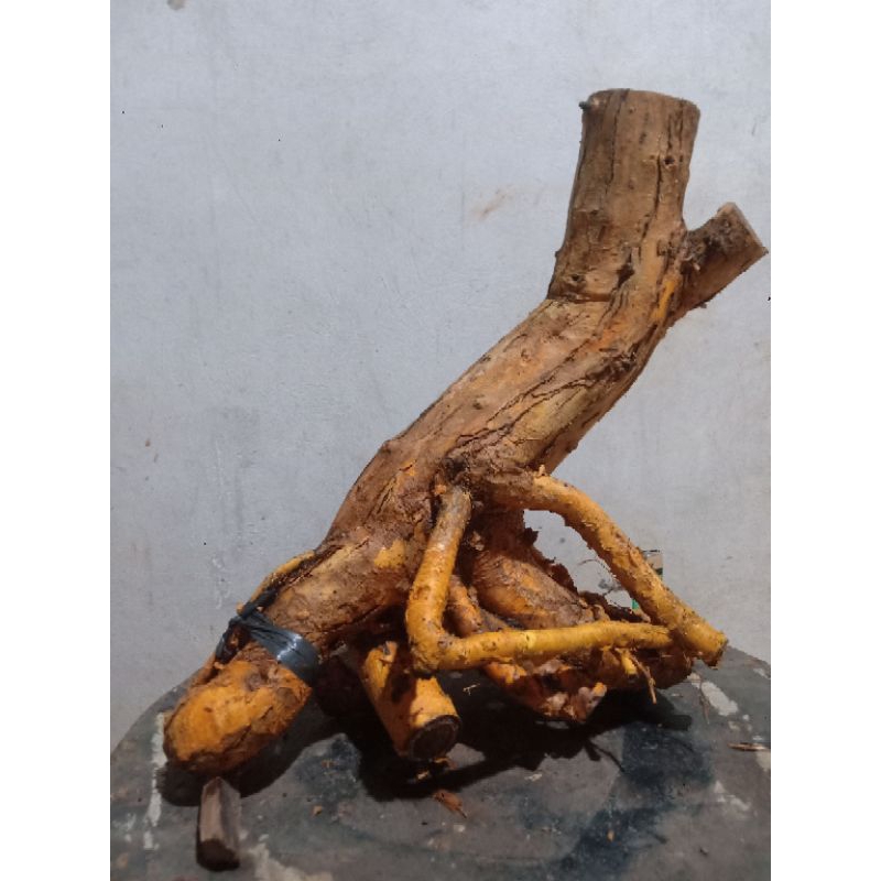BAHAN BONSAI SISIR KALIAGE CONDONG MEDIUM