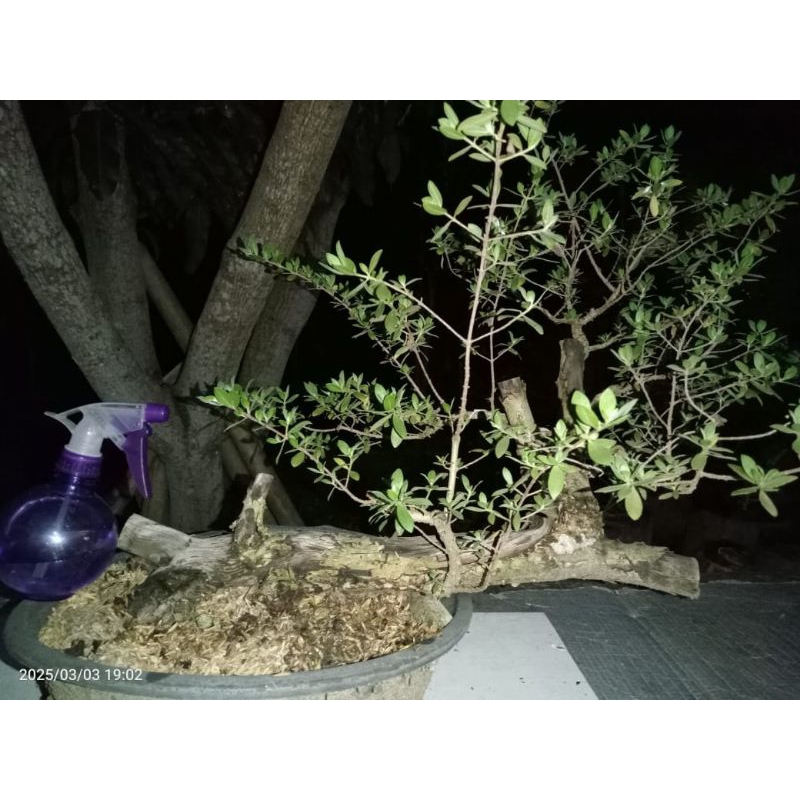 Bahan Bonsai Santigi