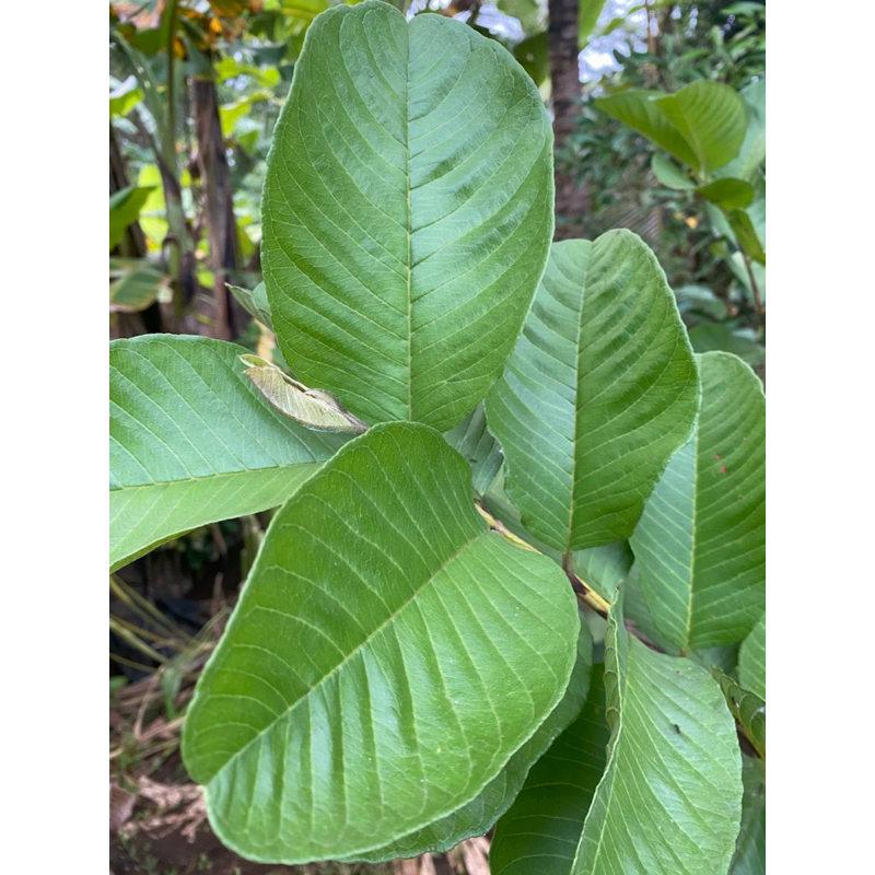 

Daun Jambu Biji Segar Organik