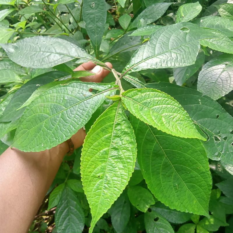 

Kenji beling Pecah beling segar spesial (500 gram/kemasan)