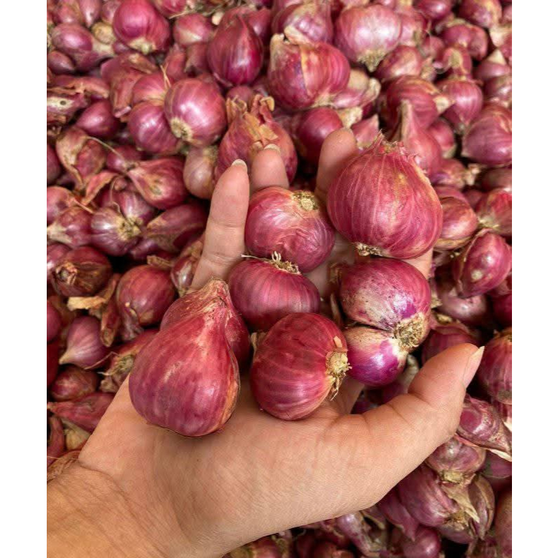 

bawang merah ukuran besar terlaris 1kg segar