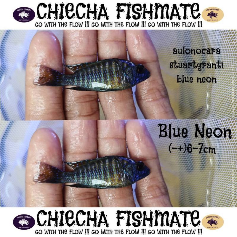 Chiecha Fishmate Aulonocara Stuartgranti Blue Neon (6-7cm) Cichlid Afrika Aulonocara Blue Neon
