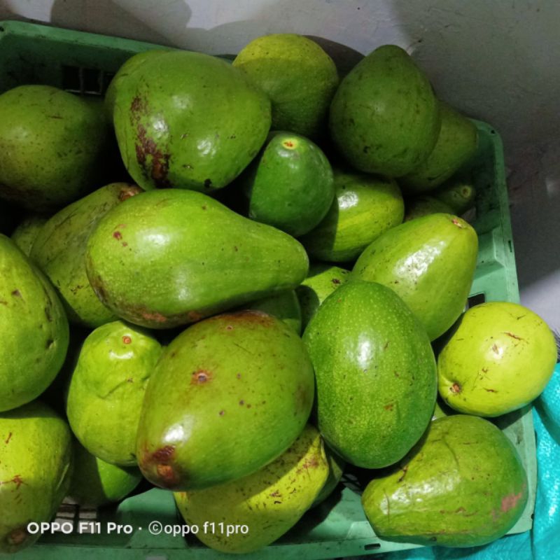 

Alpukat mentega per kilo