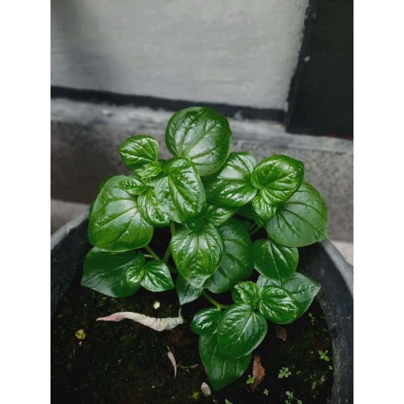

Sirih Cina 100 gr