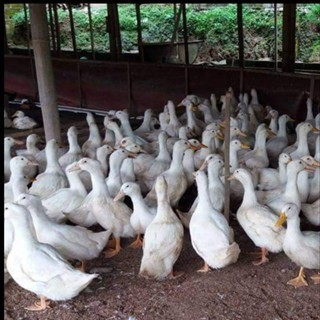 

Bebek Hibrida Potong Bebek Peking Potong Daging Bebek 2 Kg Kirim Instan