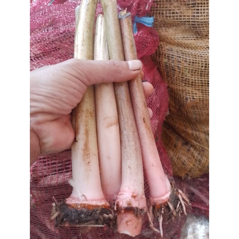 

bibit umbi talas/bentol/100biji