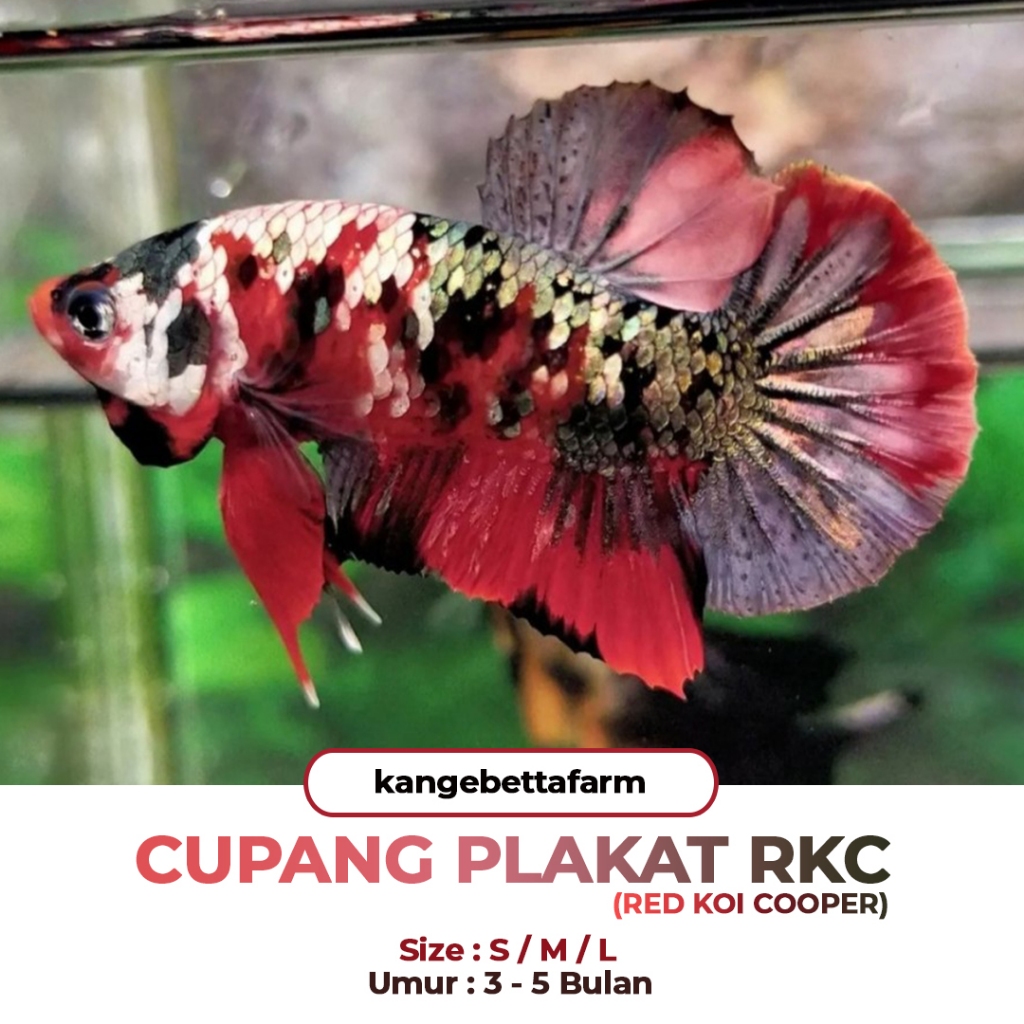 CUPANG PLAKAT RED KOI COOPER
