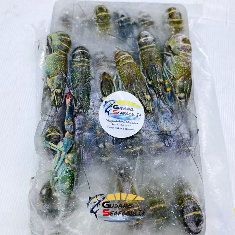 

Lobster air tawar sedang 20-30 gram / ekor