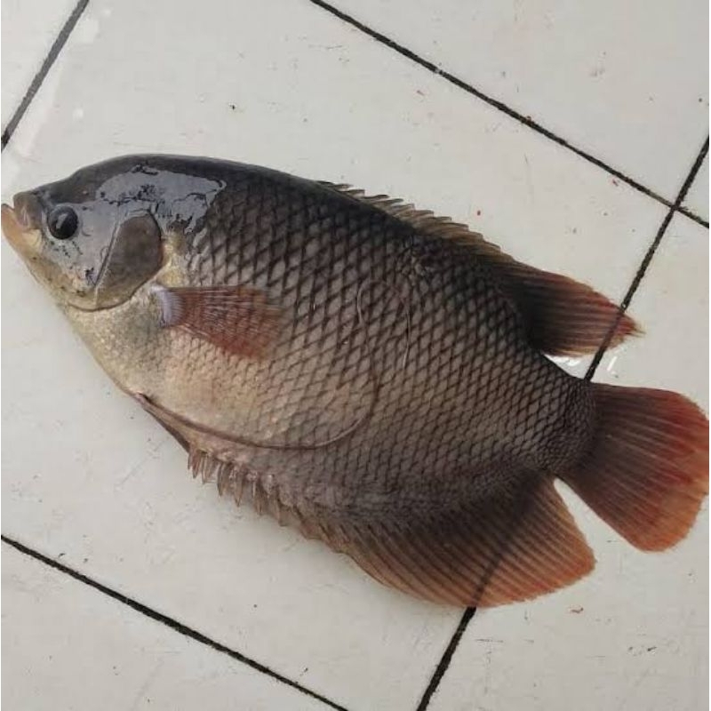 

Gurame Segar Dibersihkan 500 gram | Tidak Bau Tanah | Layak Konsumsi | Bukan Frozen