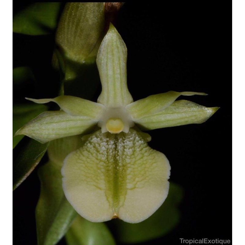 Anggrek Dendrobium Conatum | Dendrobium Dewasa | Dendrobium Orchid