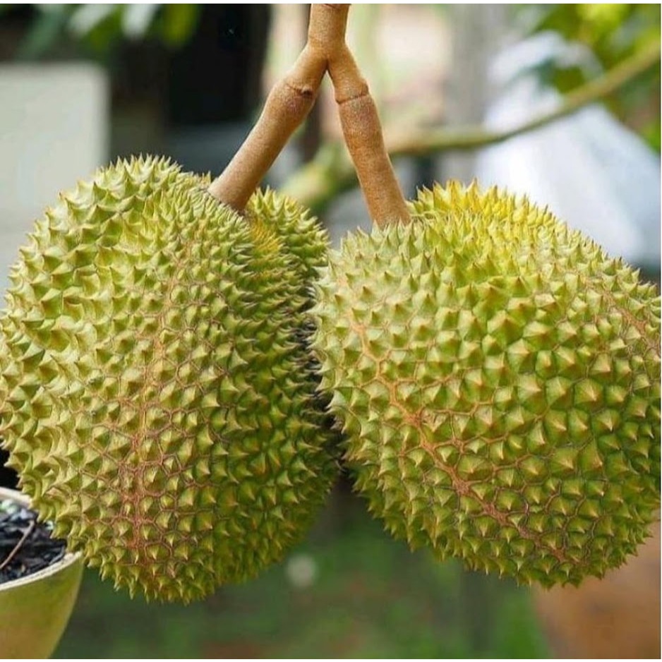 Bibit Durian Musangking kaki 3 Tinggi 1 Meter