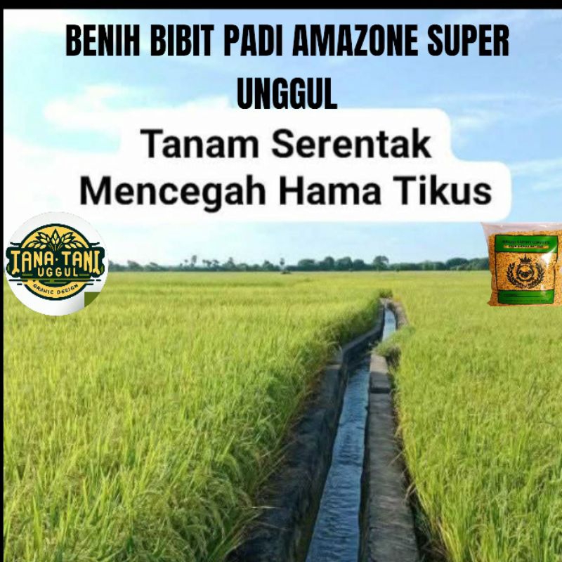 Benih bibit padi super amazone 218/1kg