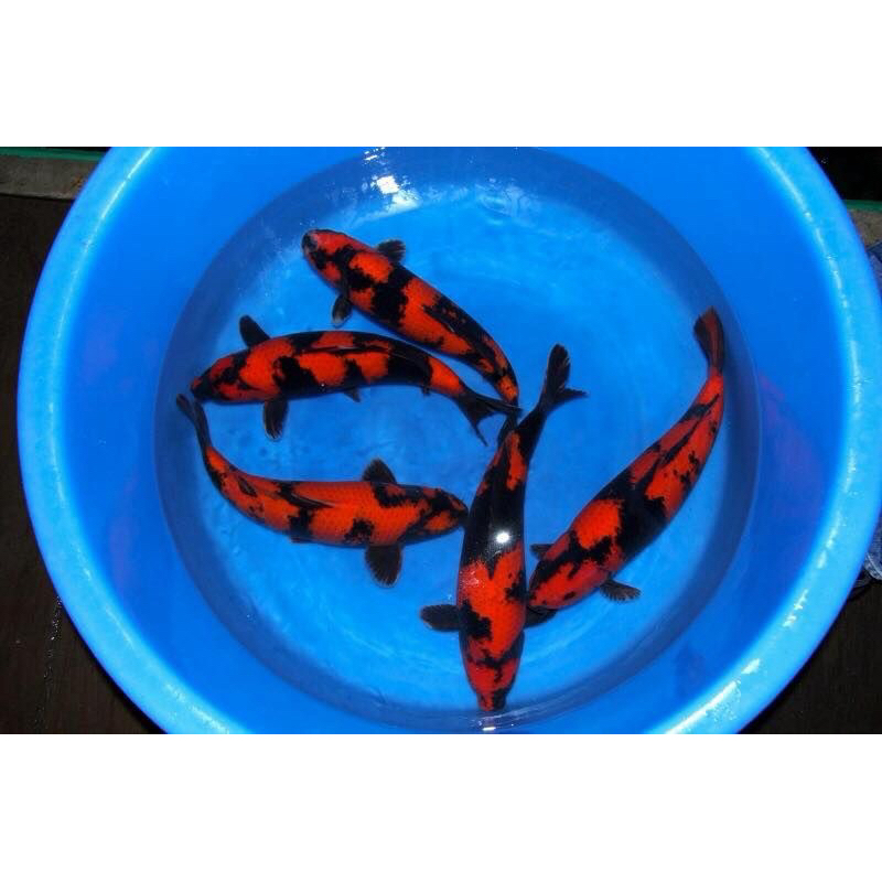 

koi utsuri grade A berkualitas ukuran 20-24cm
