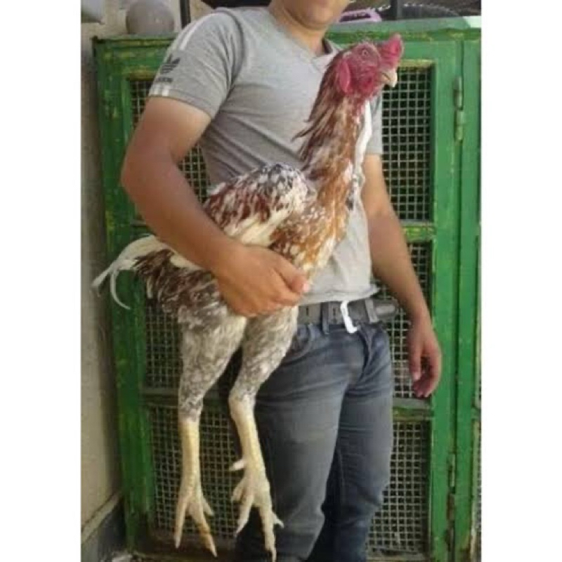 

TELUR FERTIL AYAM GORDZILA F1+ UNTUK DI TETASKAN