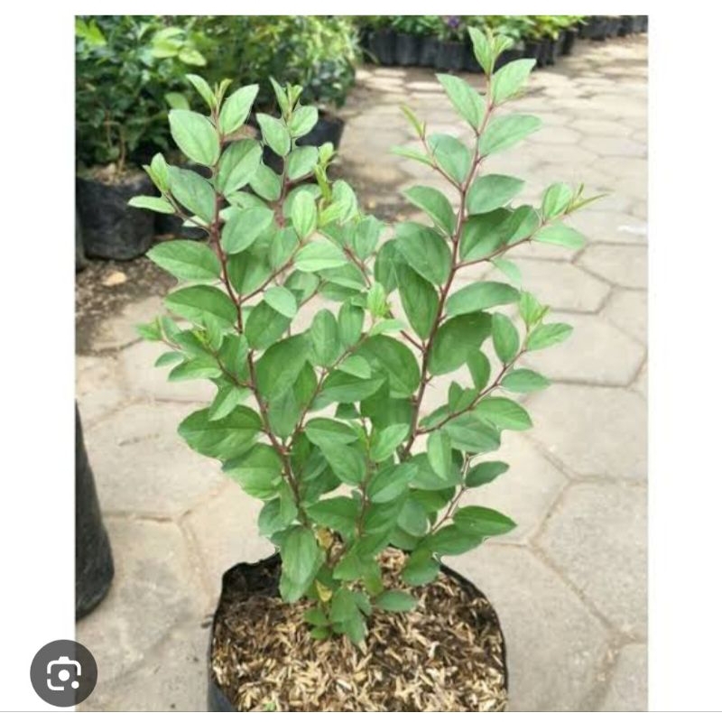 POHON BIDARA ARAB/BIDARA SIDR BELI 4 Bonus 1