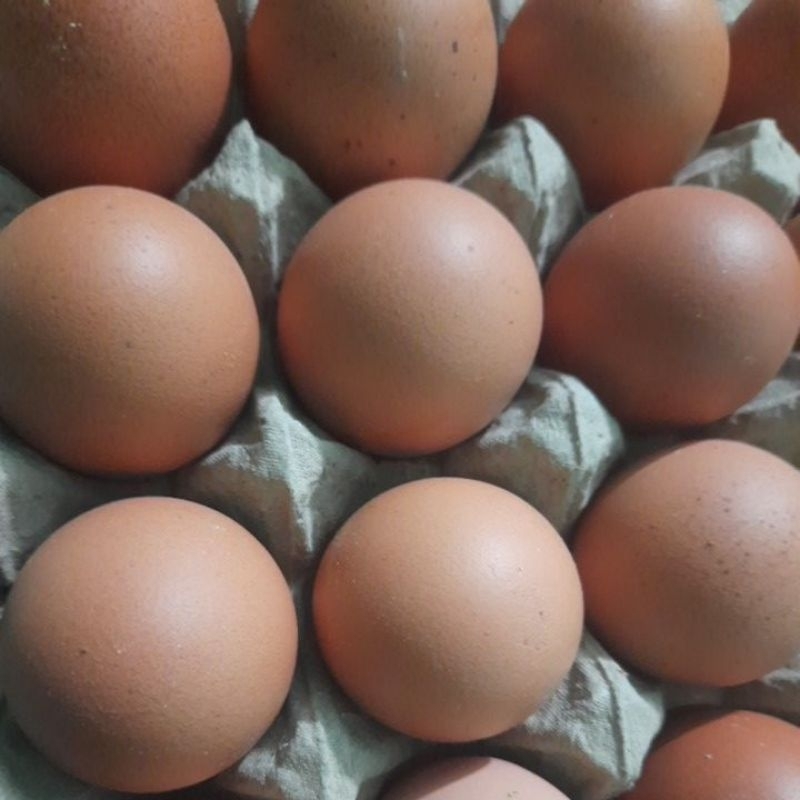 

telur negri fresh 1kg murah