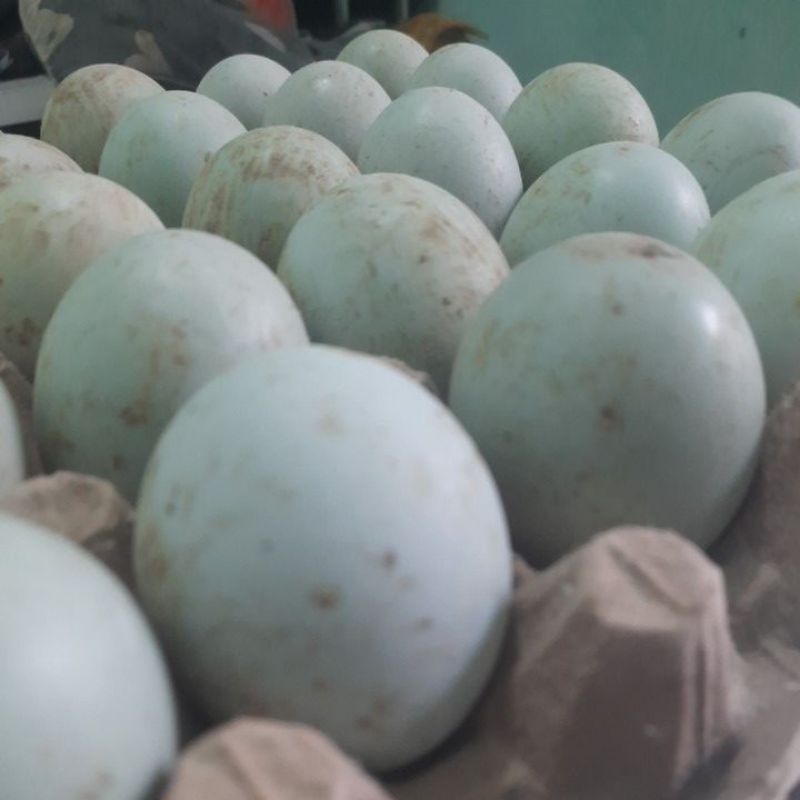 

telur bebek omgea manik orange /butir