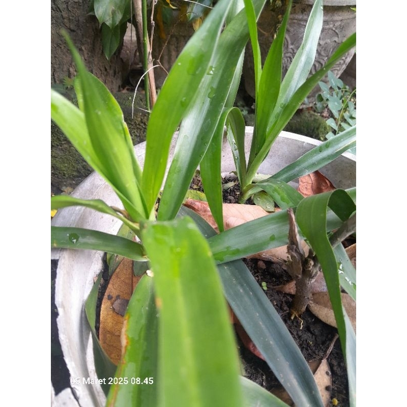

daun suji petik pohon