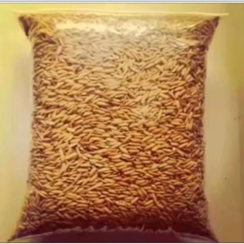 bibit padi umur 70 75 hari panen unggul 1KG