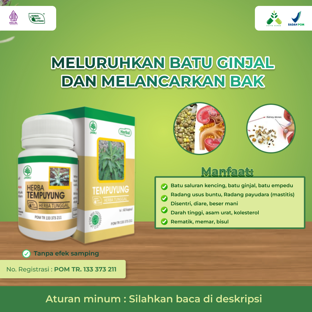 TEMPUYUNG Obat Batu Ginjal dan Empedu