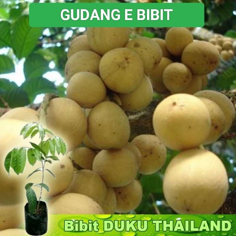 Bibit Buah Duku Tanpa Biji Lokong | Bibit Duku Longkong