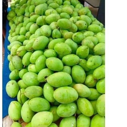 

Manggamuda