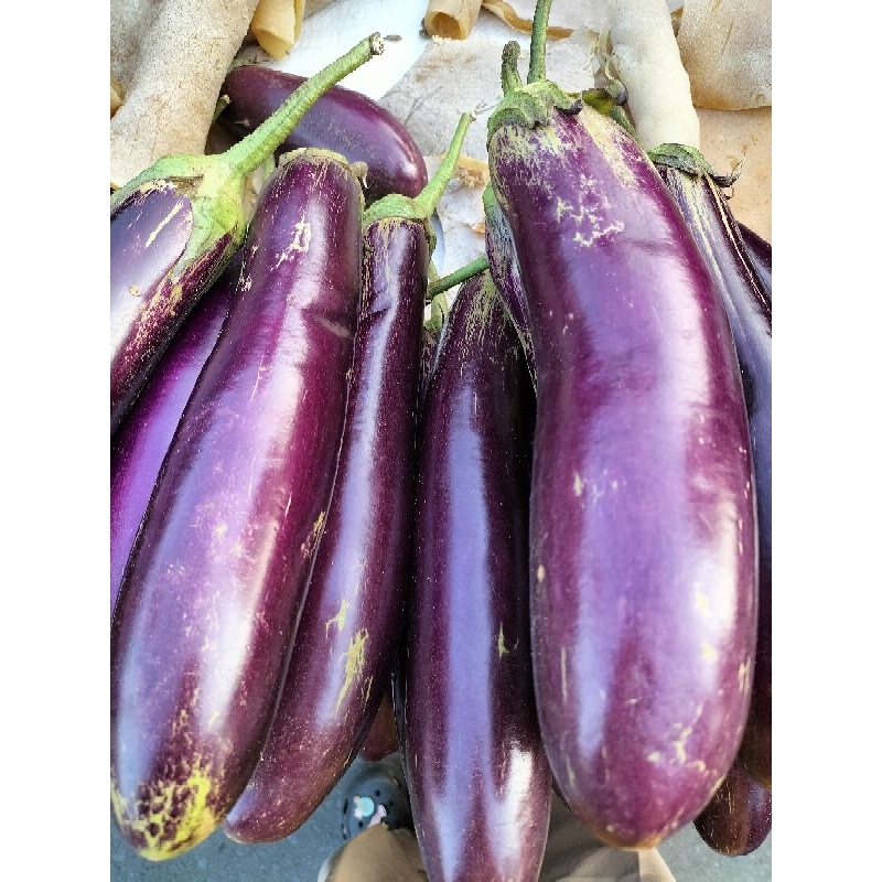 

Terong Ungu Panjang Prince Besar