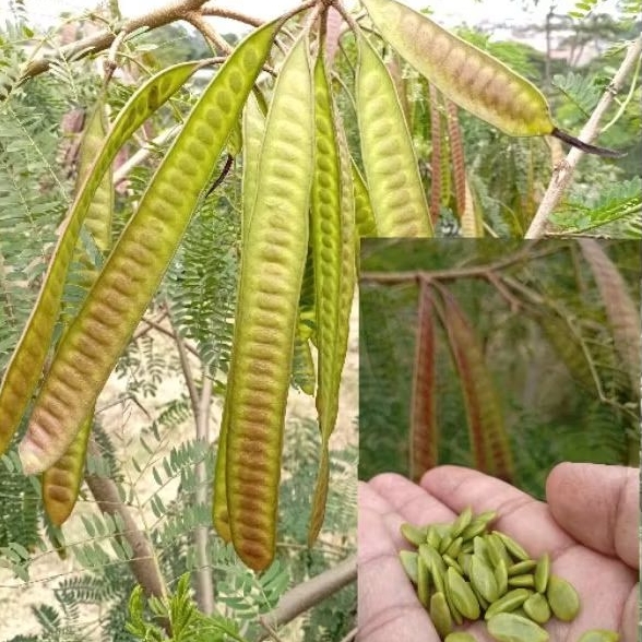 

(PROMO) Pete cina petai lamtaro fresh per 15 papan free 2 papan