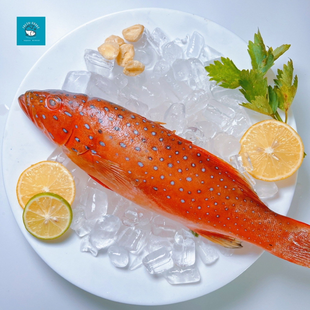 

Ikan Kerapu Lodi Premium / Kerapu Sunu Dijamin SEGAR dan BERKUALITAS by FreshGoods Jakarta Barat
