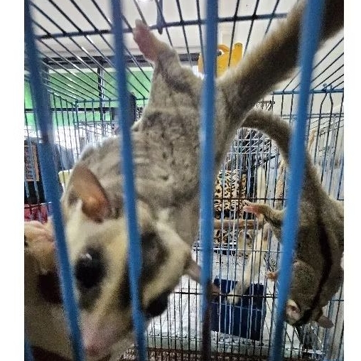 SUGAR GLIDER WHITE FACE ANAKAN MOSAIC