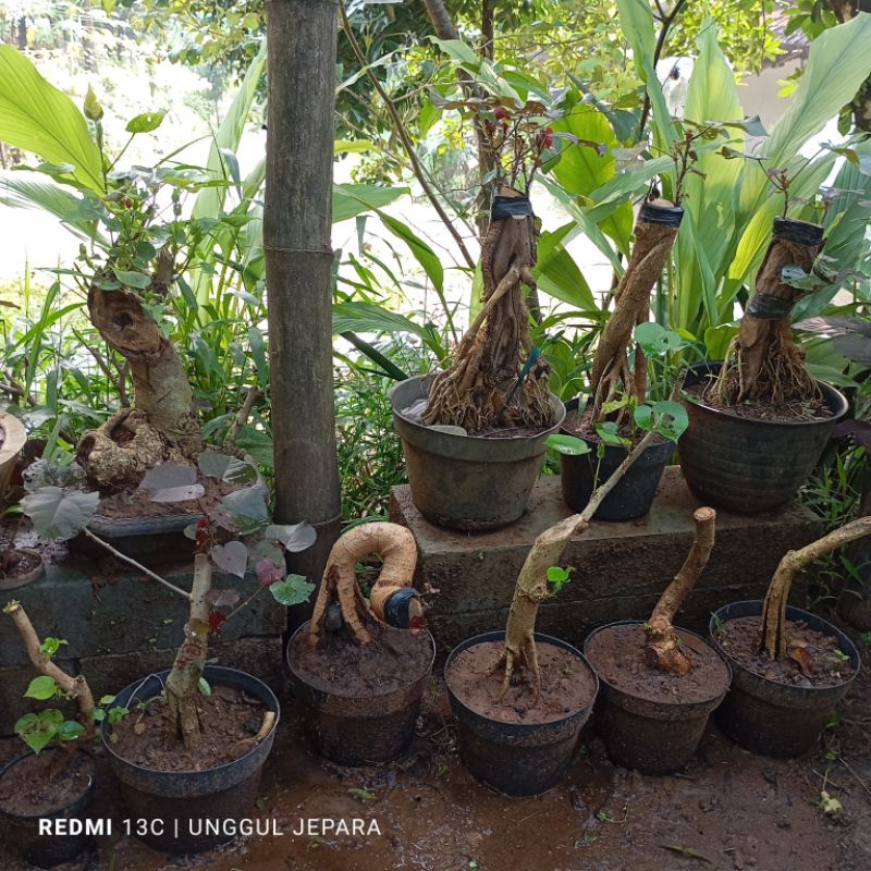 BONSAI WARU DOYOUNG LOKAL