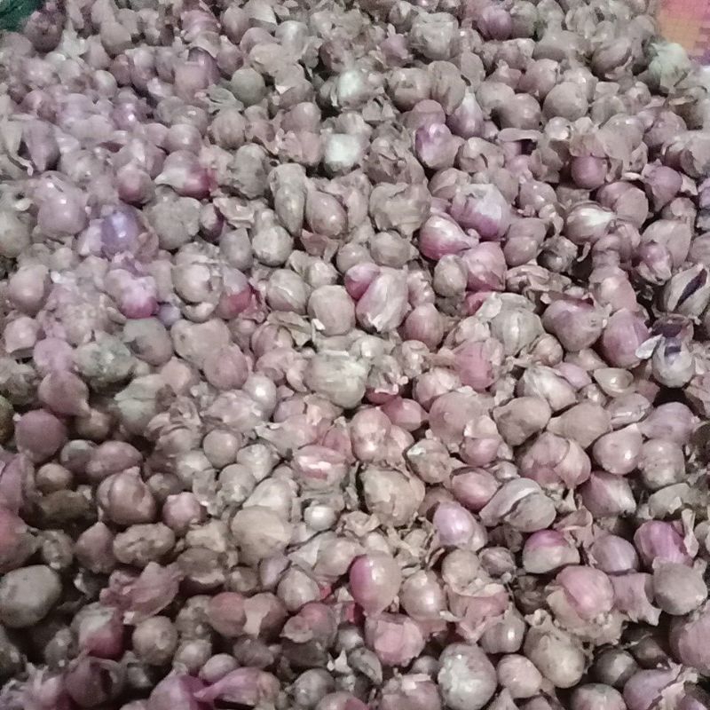 

bawang merah probolinggo