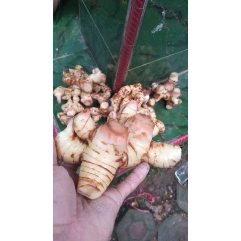 

LENGKUAS LAOS SEGAR FRES SEGAR SUDAH DI CUCI BERSIH 1KG