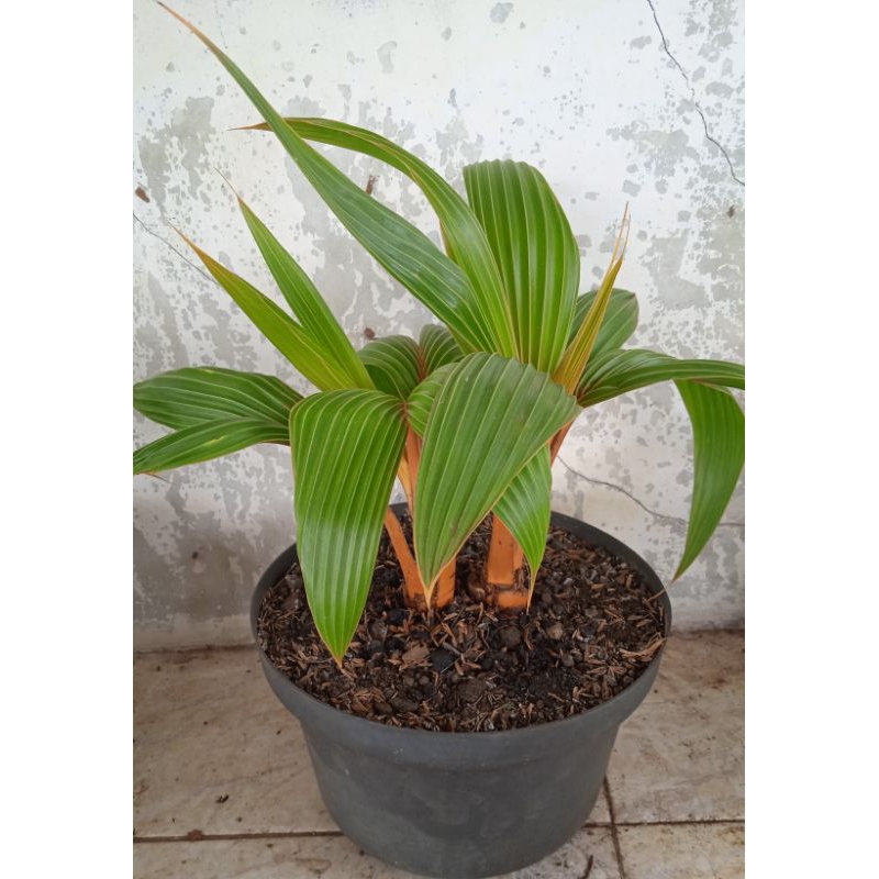 Bonsai Kelapa Tunas dua