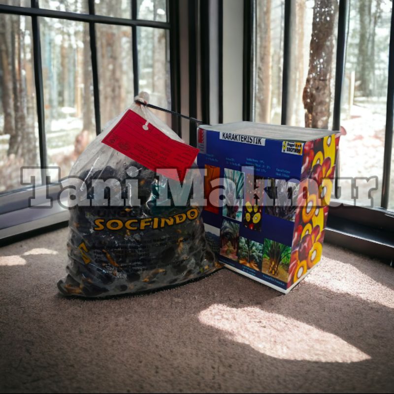 bibit sawit unggul socfindo berkualitas butiran