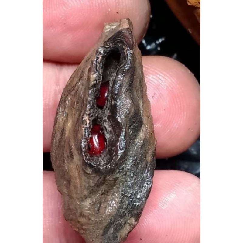 Batu merah delima kembar dari dalam batang pohon yang tersambar petir  berbentuk tundung bawuk