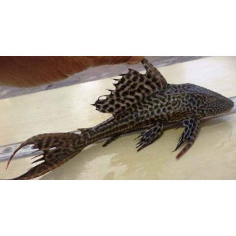 Ikan sapu-sapu