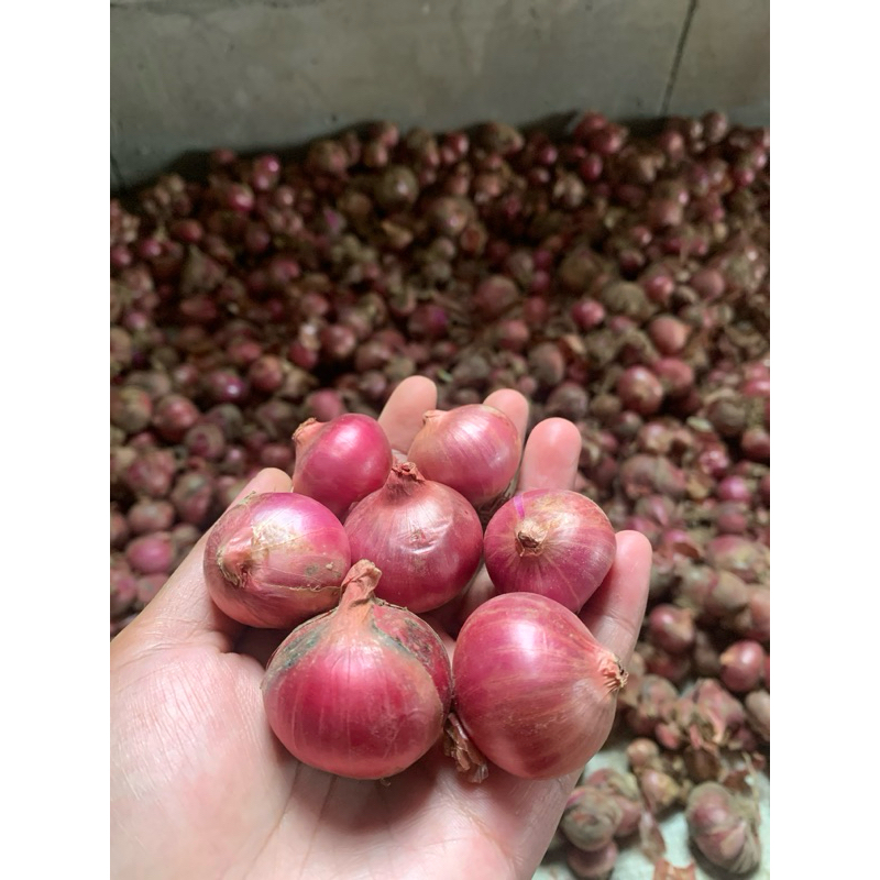 

BAWANG MERAH / BRAMBANG 1KG