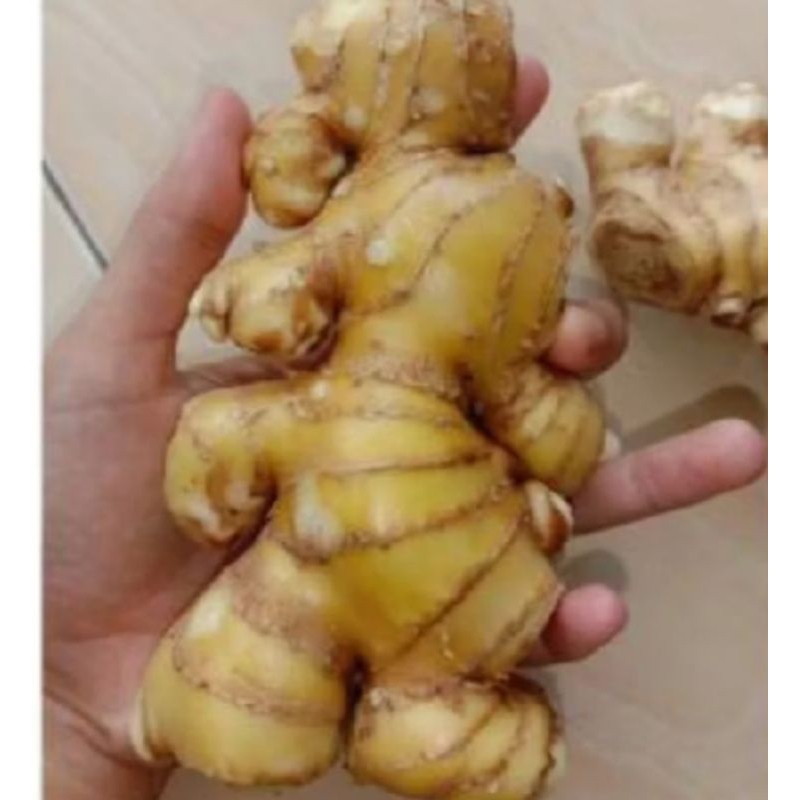 

Lampuyang herbal berkualitas tinggi 500 gram