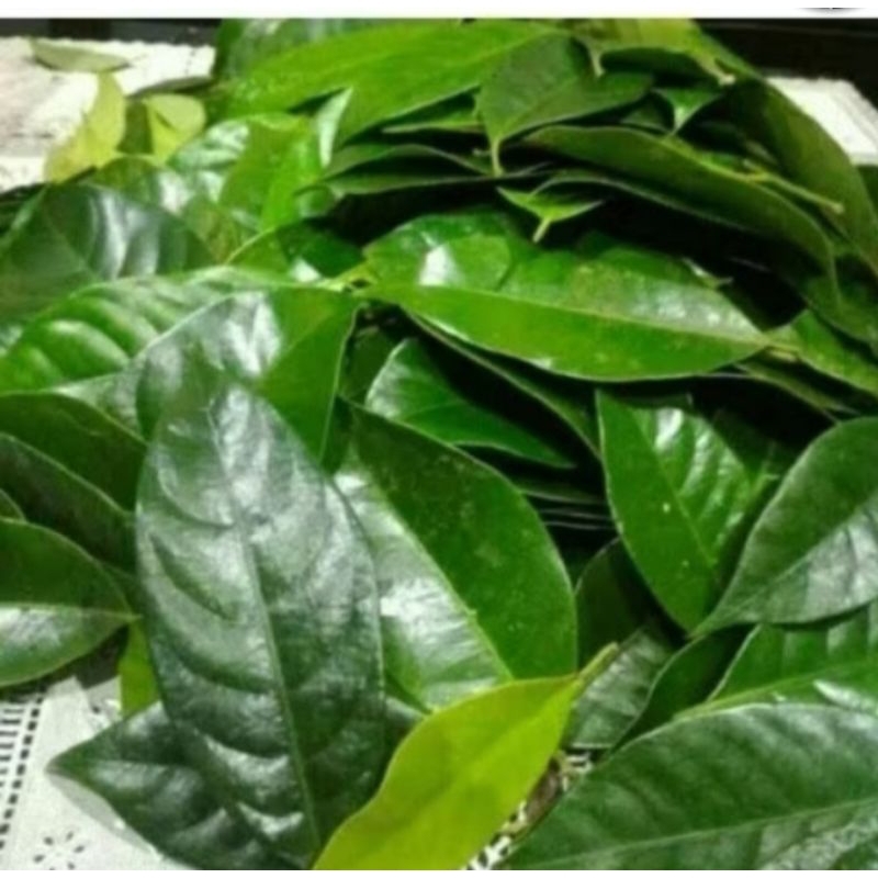 

daun pala segar 100 lembar herbal alami