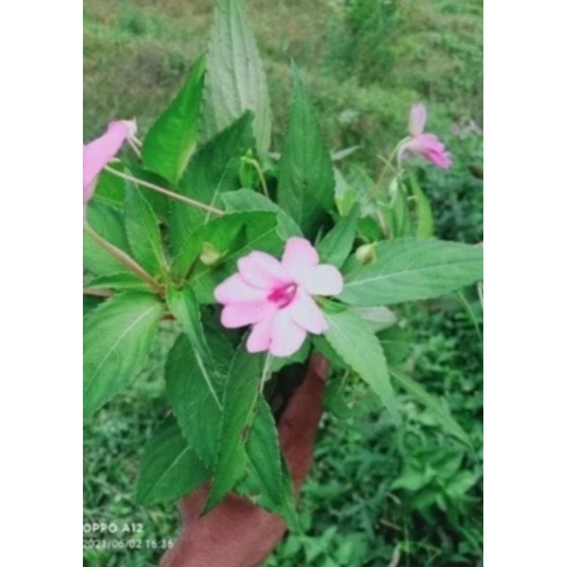 

pacar air herbal alami 1 kg