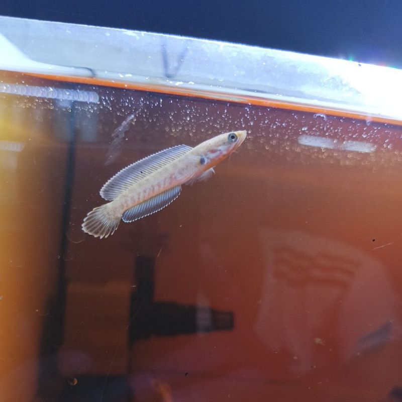 Andrao Blue Size 5-6cm Snakehead Gabus Hias Full Pelet Channa Calon Gondrong