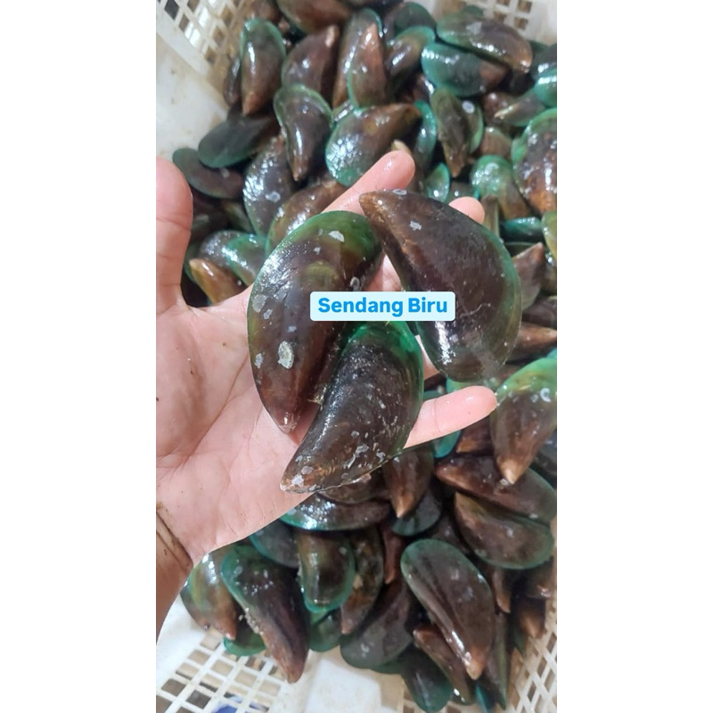 

Kerang Hijau Fresh 1 Kg