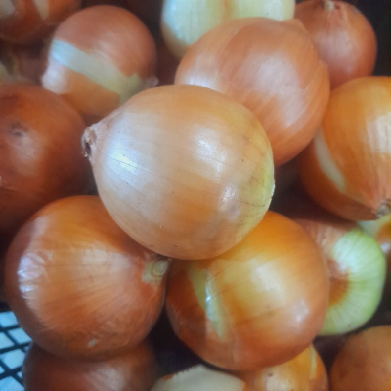 

Bawang bombay 500gram