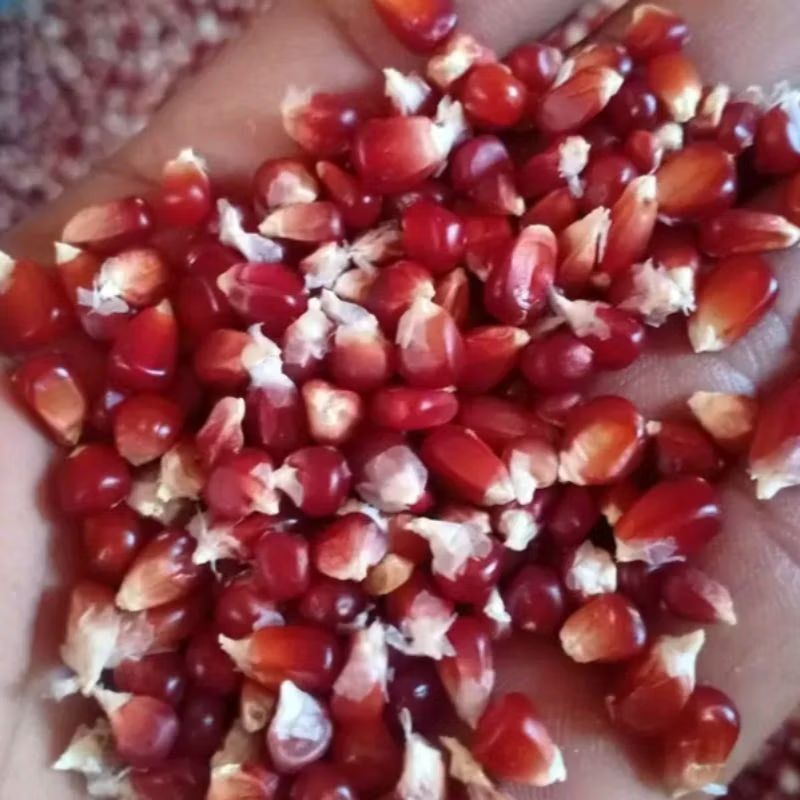 

Jagung Wulung | jagung ungu 1kg